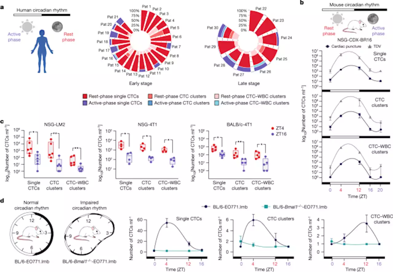 The metastatic spread of breast cancer accelerates during sleep - Nature