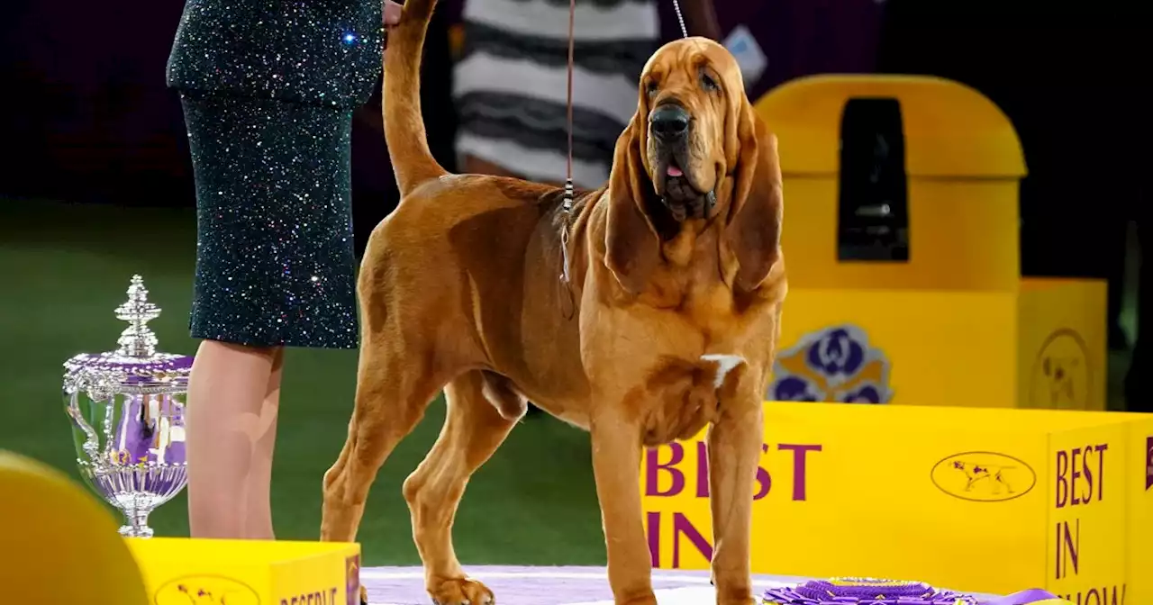 Trumpet becomes first bloodhound to win Westminster’s best in show