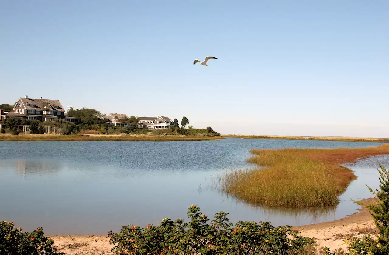 Officials Fear Bird Flu as Hundreds of Dead Birds Wash Up on Martha's Vineyard