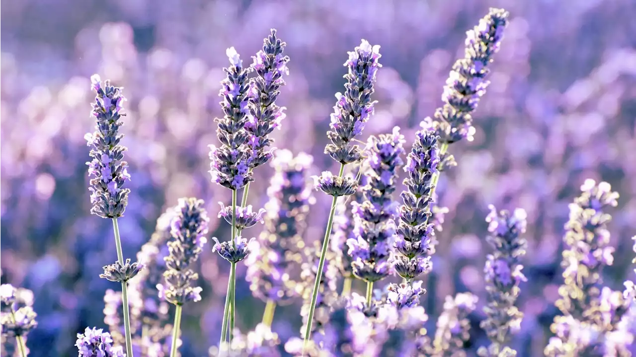 Lavender Fields Are Popping as June Concludes