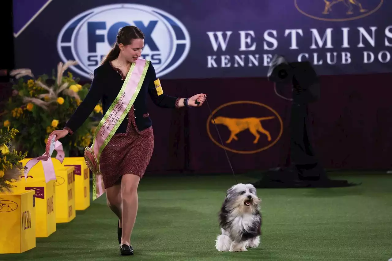 Westminster dog show 2022: Junior showmanship win, $10K scholarship go to teen handler from N.J.