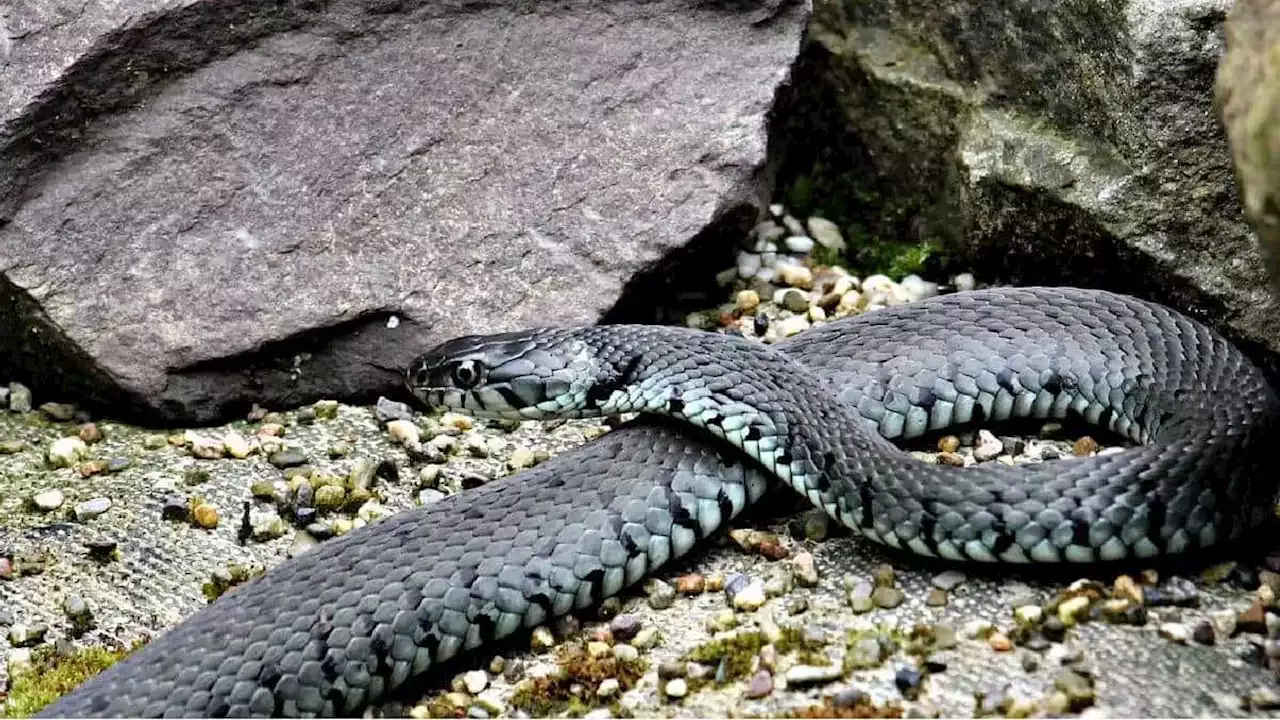 Mujer Fue Mordida Por Una Serpiente En Playa De Santa Marta 8974