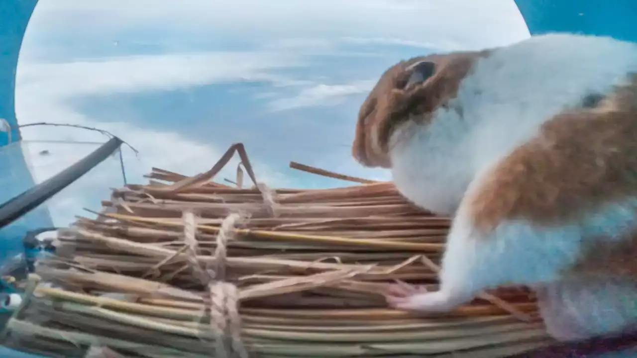 A giant step for hamkind: Hamster survives daring trip into the stratosphere on a flying balloon