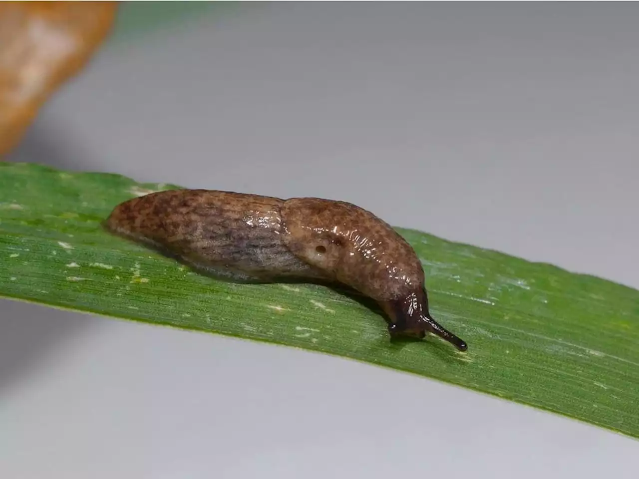 Gardening: Natural remedies to combat a slug invasion