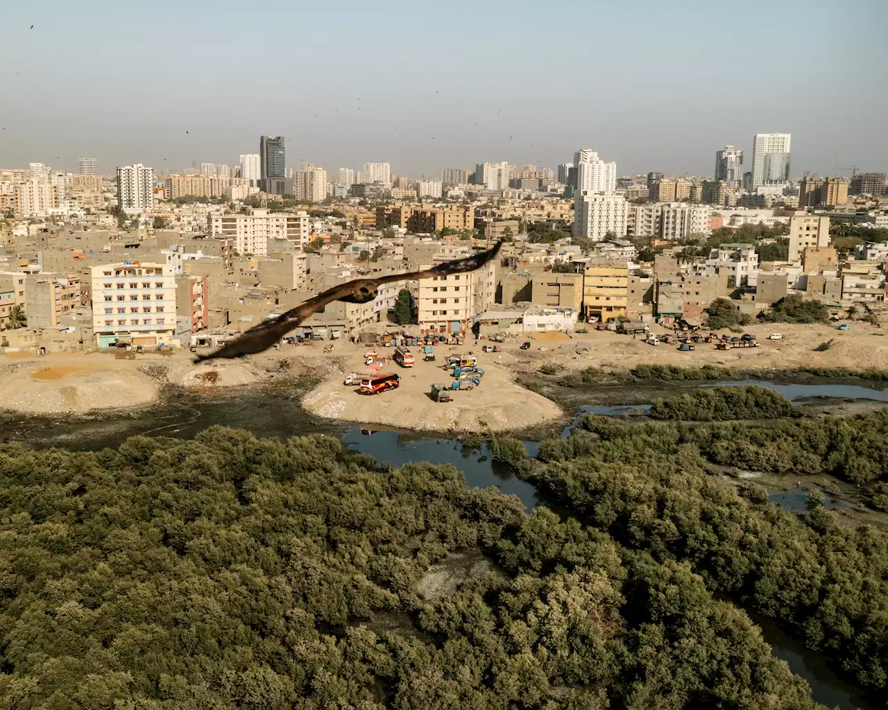 The Miraculous Trees That Could Save Pakistan's Largest City from Climate Disaster