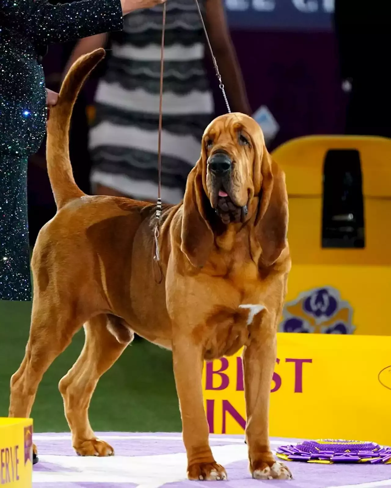 Trumpet the Bloodhound makes history by winning Best in Show at 146th