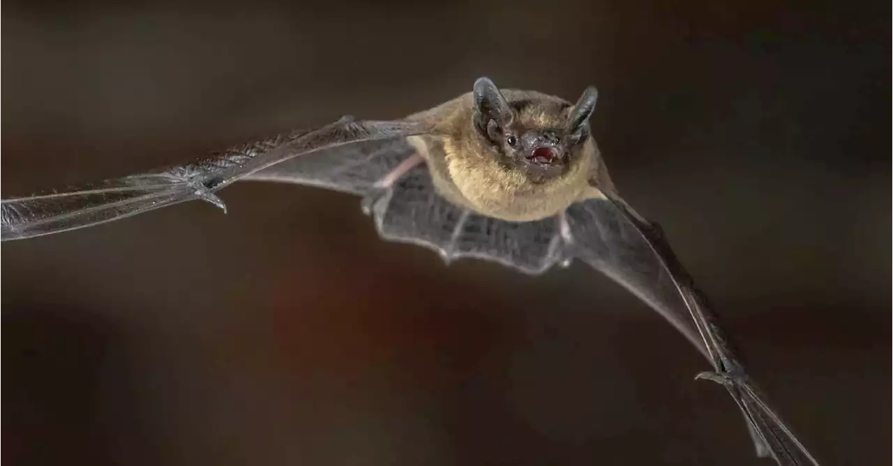 Learn to Navigate Like a Bat in 10 Weeks