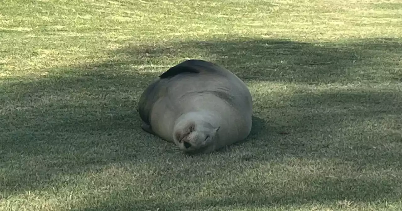 Video: Sea Lion spotted on Carlsbad golf course