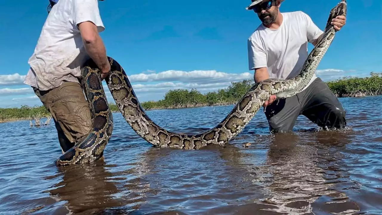 Florida team hauls in 18-foot, 215-pound Burmese python