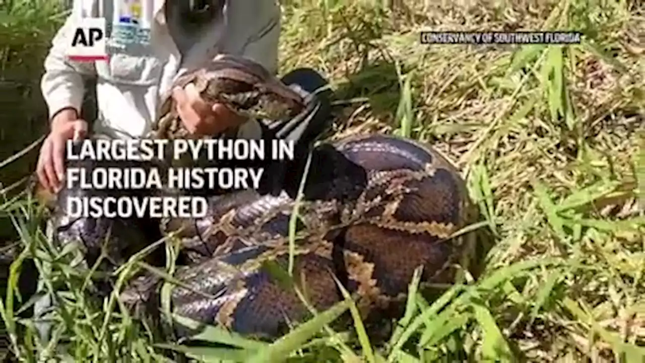 Florida team hauls in 18-foot, 215-pound Burmese python