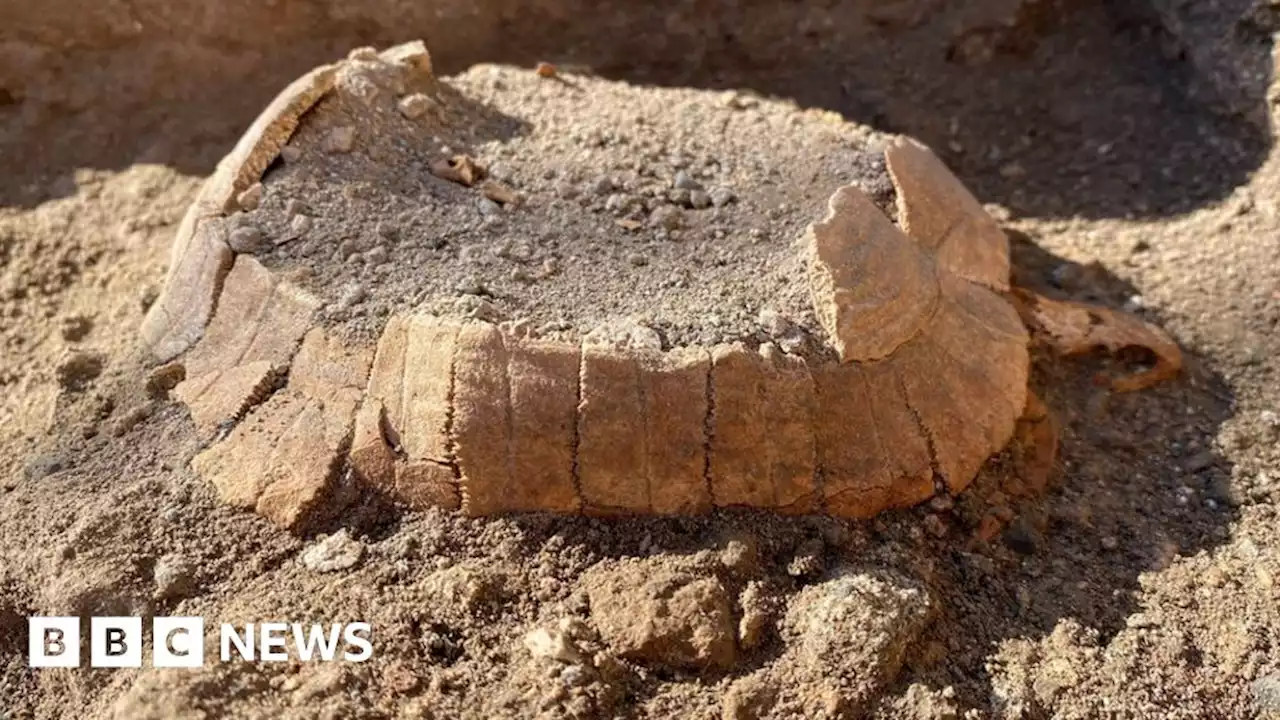 Pompeii: Ancient pregnant tortoise surprises archaeologists