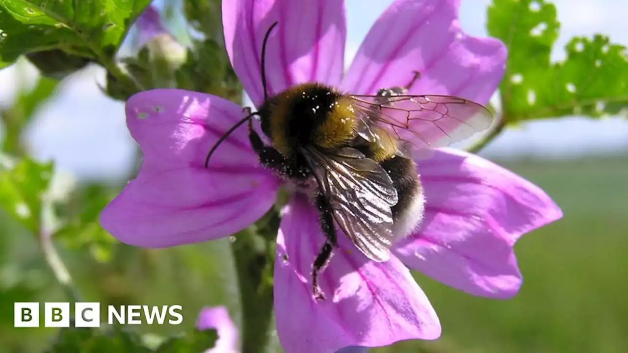 Ruderal bumblebee's rare sighting in Wales