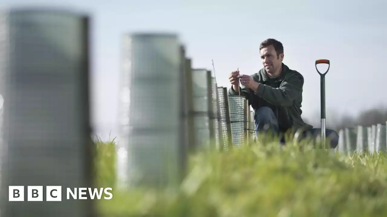 UK to miss tree planting target, trade body warns