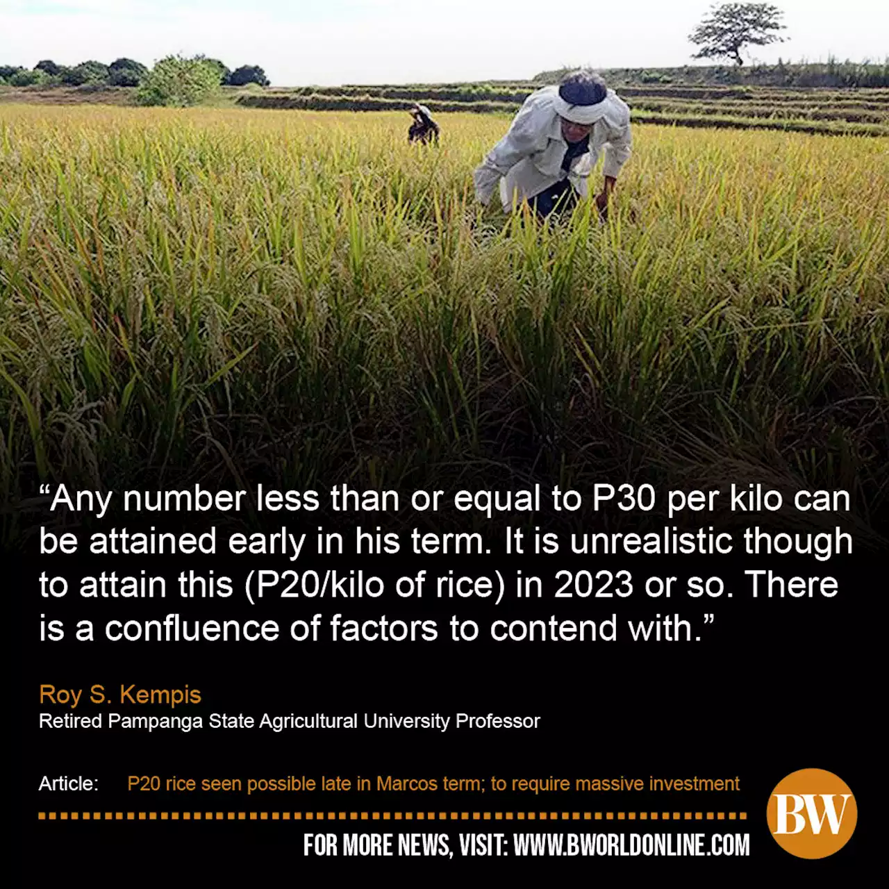 P20 rice seen possible late in Marcos term; to require massive investment - BusinessWorld Online