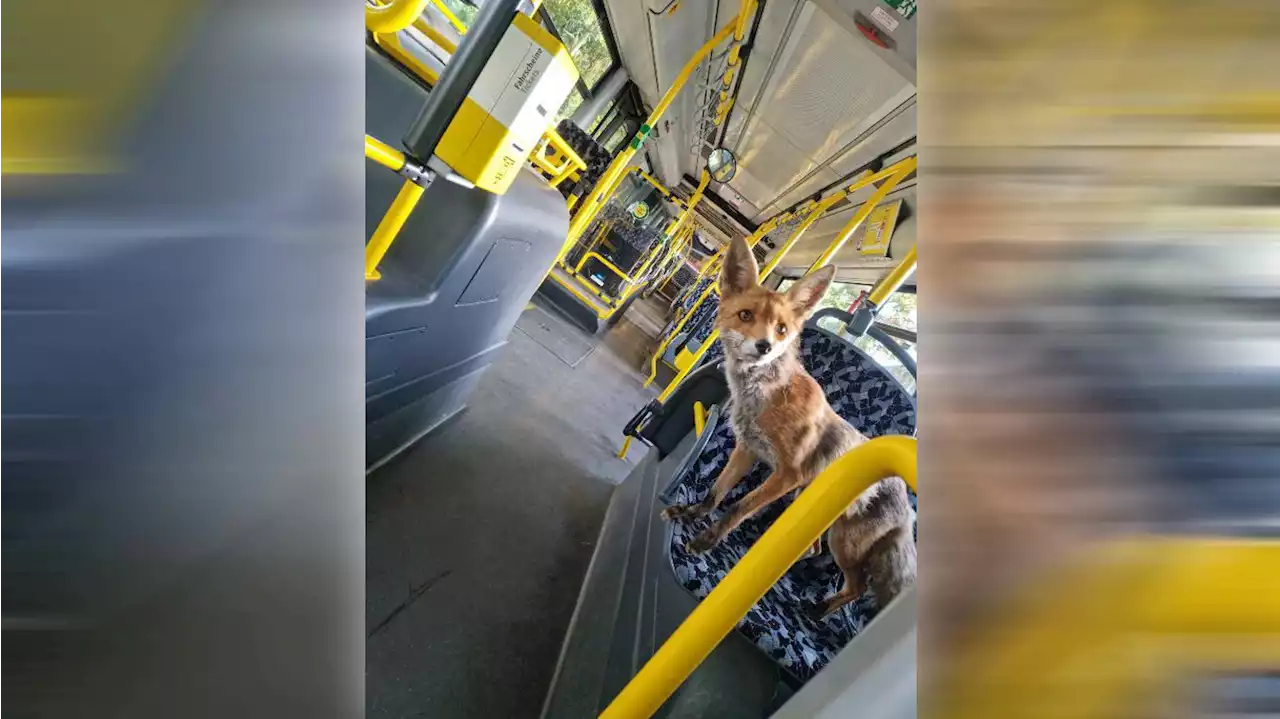 BVG: Dieser Fuchs ist erster Fahrgast des Tages