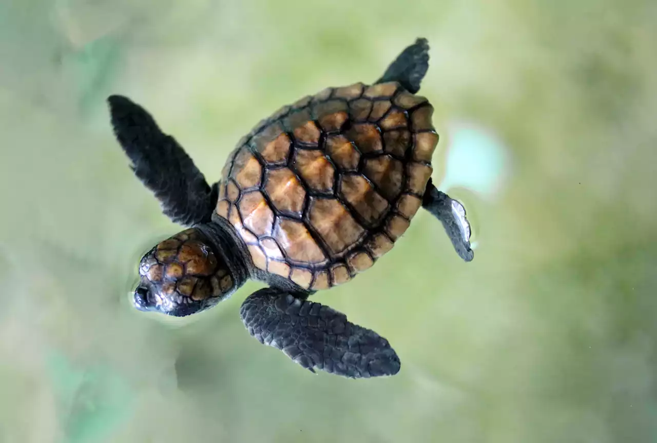 'Adopt' a turtle hatchling at the Two Oceans Aquarium, save a life