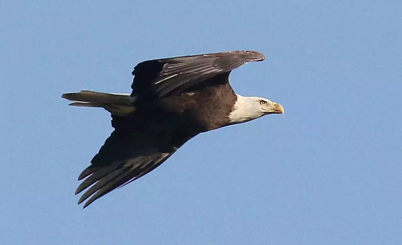 If you harm a bald eagle, be prepared to pay a steep price