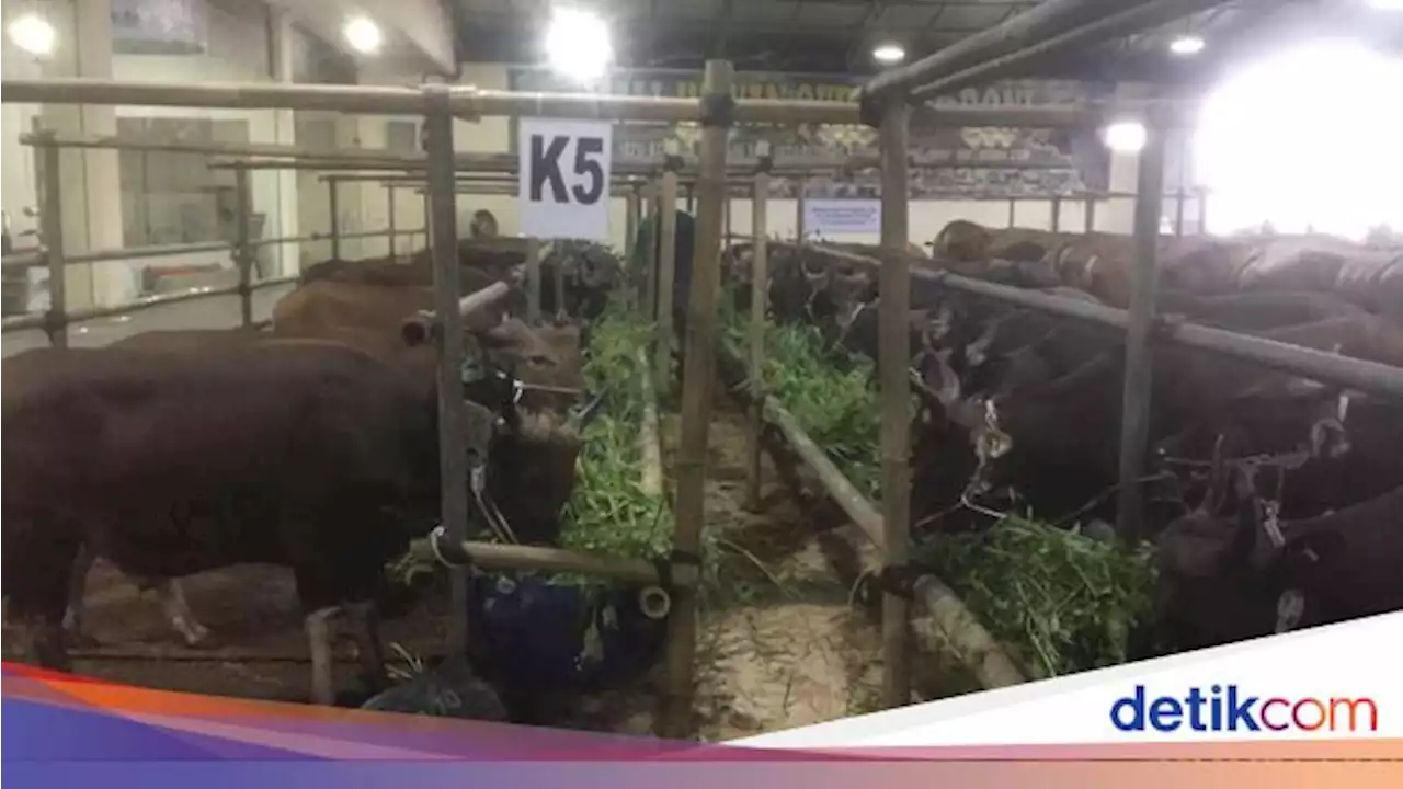 Harga Sapi Melambung! Tembus Rp 80 Juta per Ekor