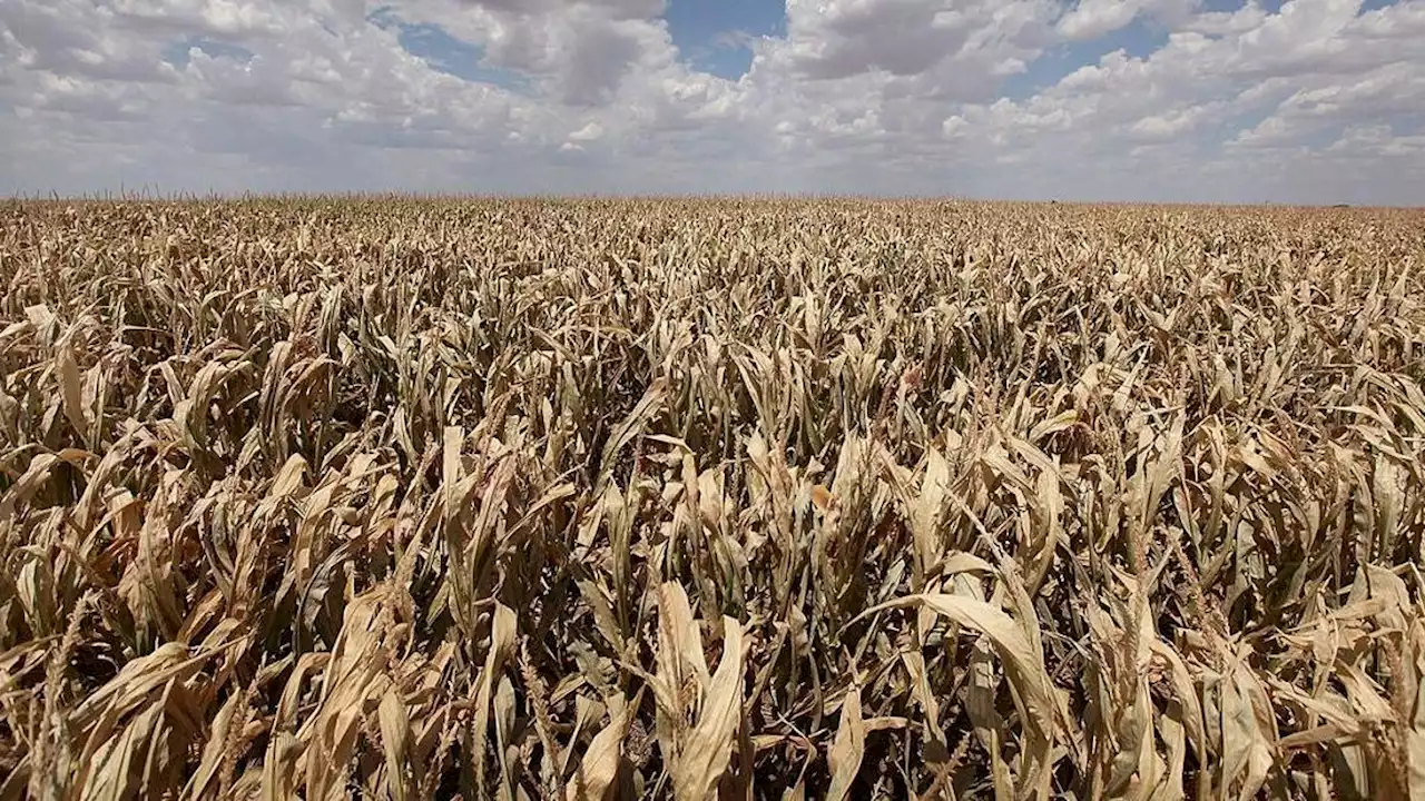 Why Texas Has the Country’s Worst Corn