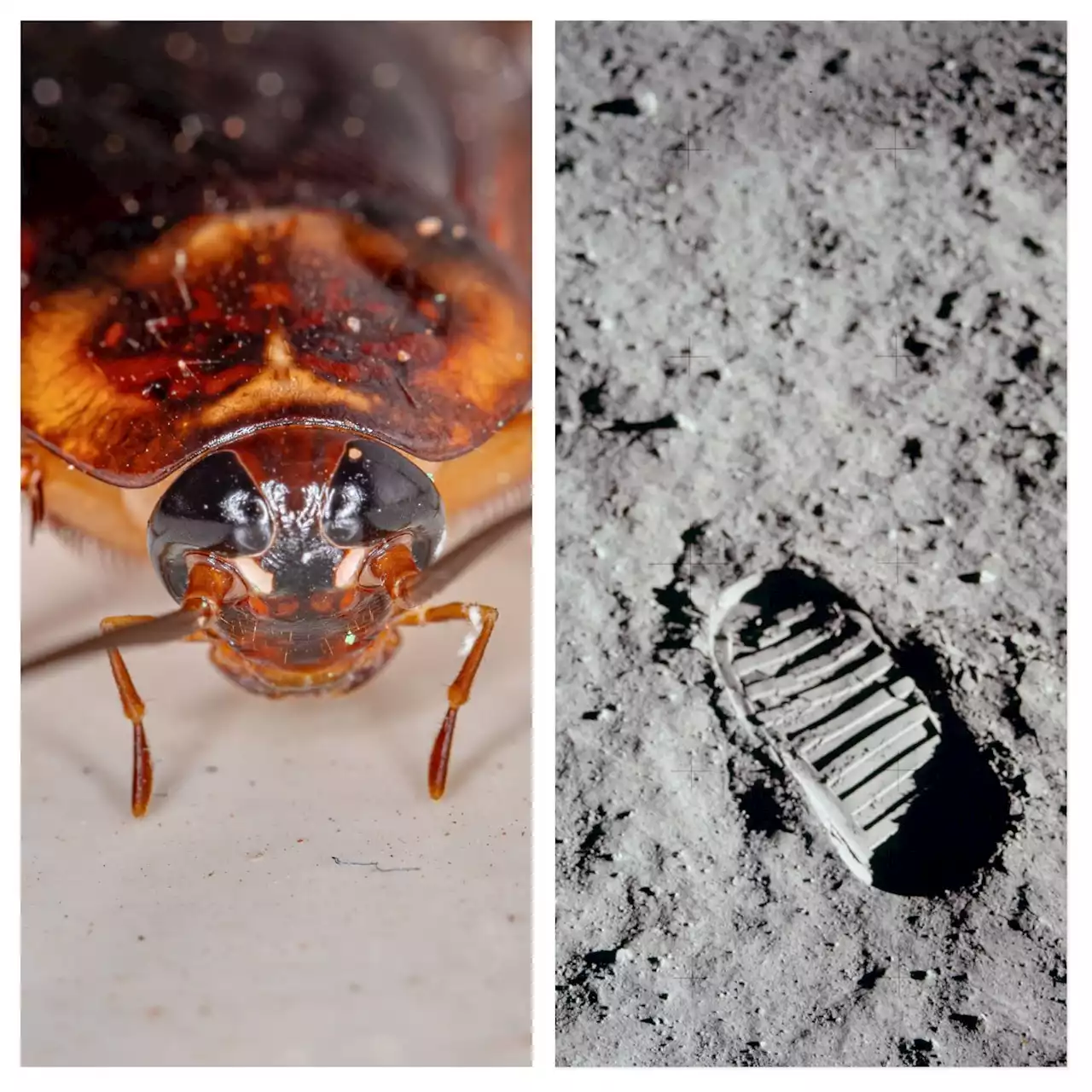 NASA Wants Its Moon Dust And Cockroaches Back -- Now!