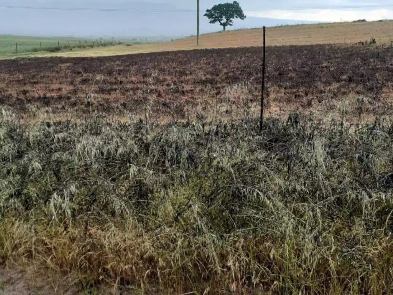 Non solo siccità, invasione di cavallette in Sardegna