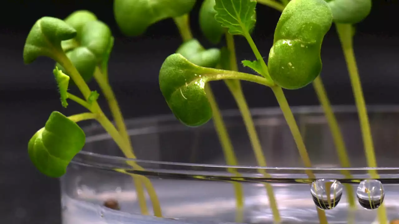 A new breakthrough in biology allows scientists to grow food without sunlight