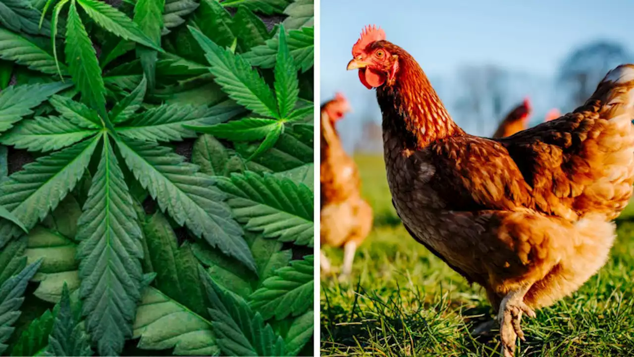 GanjaChicken: Poultry raised on feed, water and cannabis