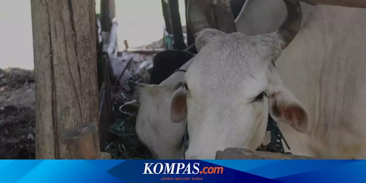 Jateng Terima 75.500 Dosis Vaksin PMK, Ini Jenis Sapi yang Jadi Prioritas