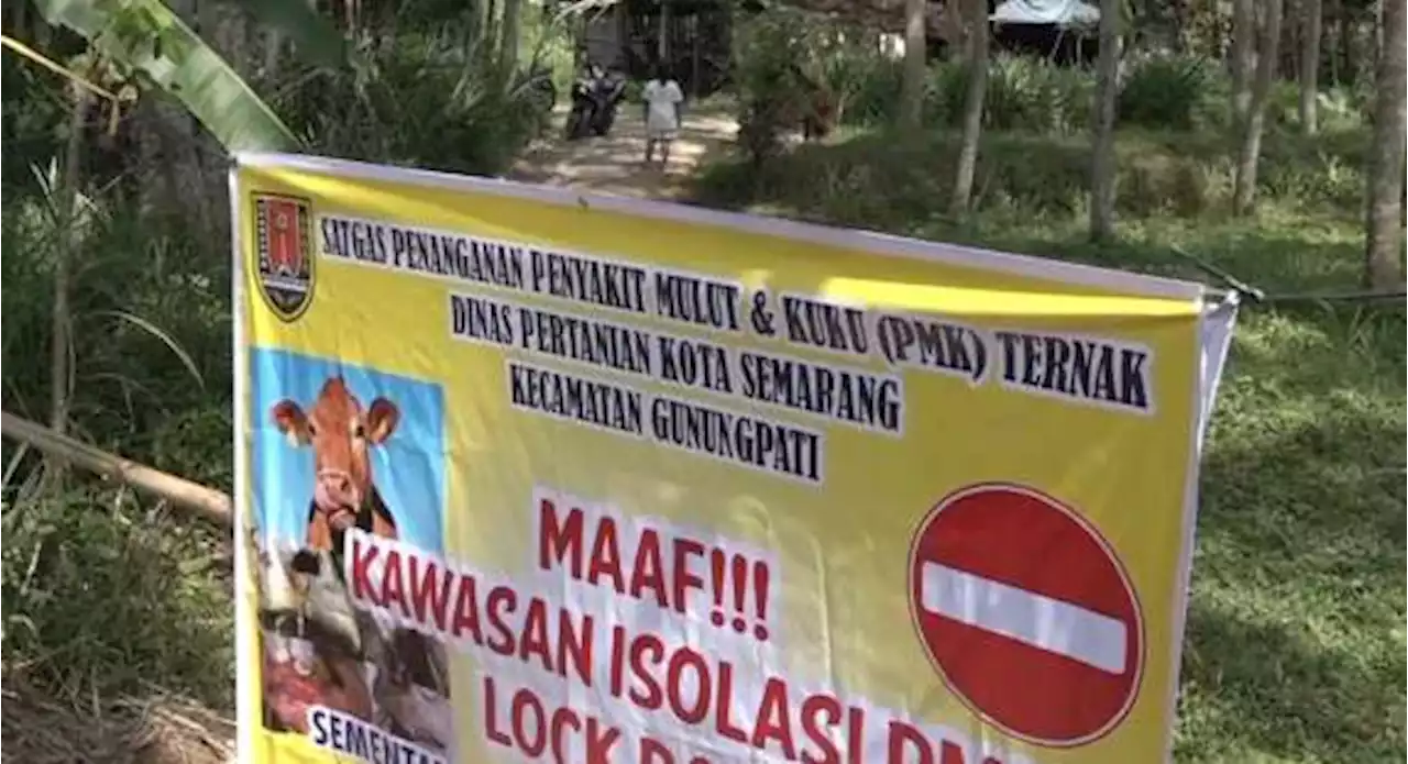 Cegah Penularan PMK, Peternak di Gunung Pati Berlakukan Lockdown