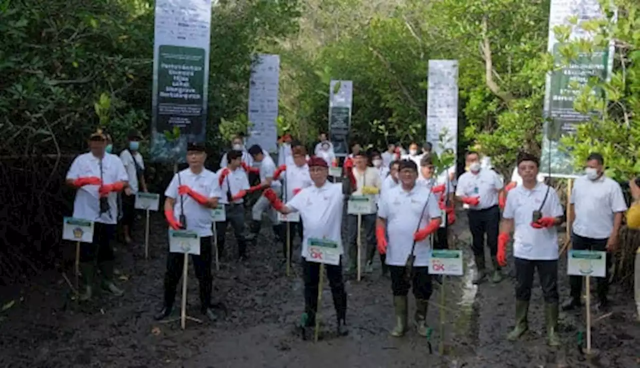 Tanam Mangrove di Bali, OJK dan IJK Komitmen Kembangkan Ekonomi Hijau