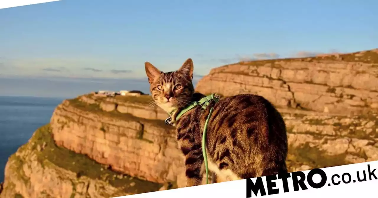 Adventurous cat loves to kayak, hike, paddleboard and horseride with his owner