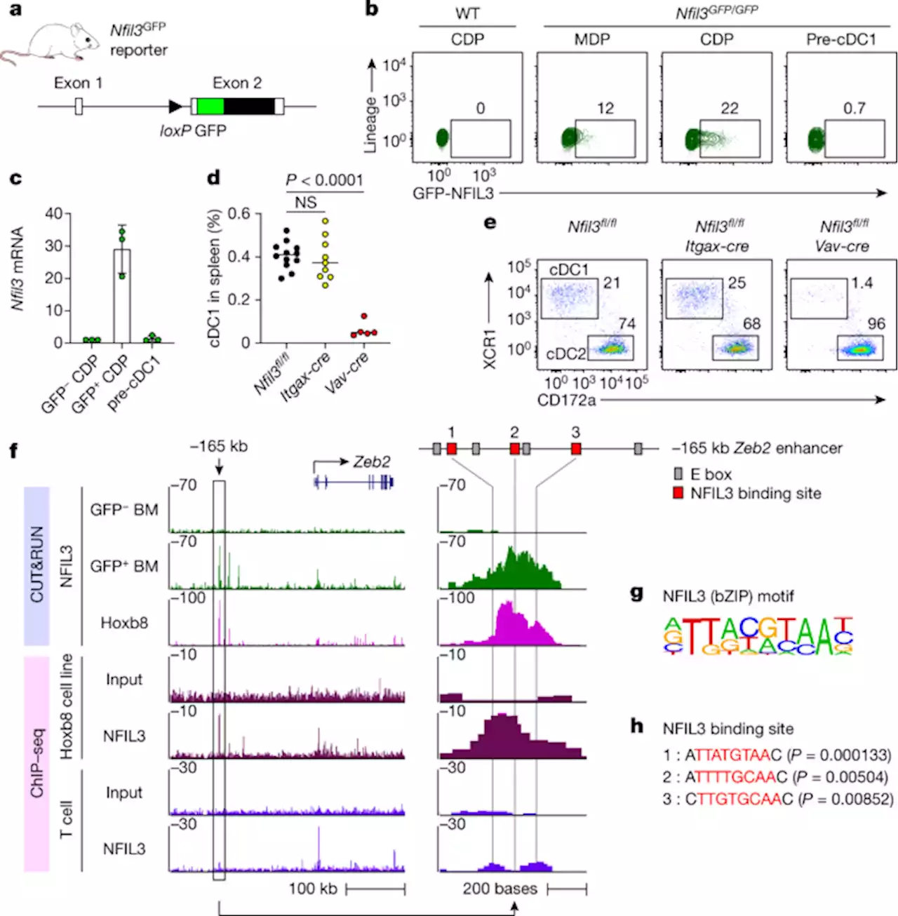 Ablation of cDC2 development by triple mutations within the Zeb2 enhancer - Nature