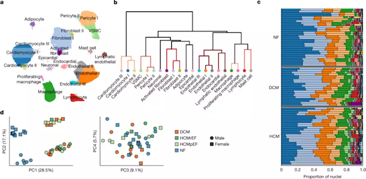 Single-nucleus profiling of human dilated and hypertrophic cardiomyopathy - Nature