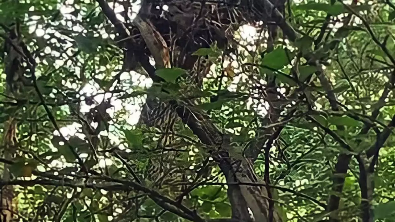 After Large Snake Spotted in Keller, Experts Warn to Watch Surroundings on Area Trails