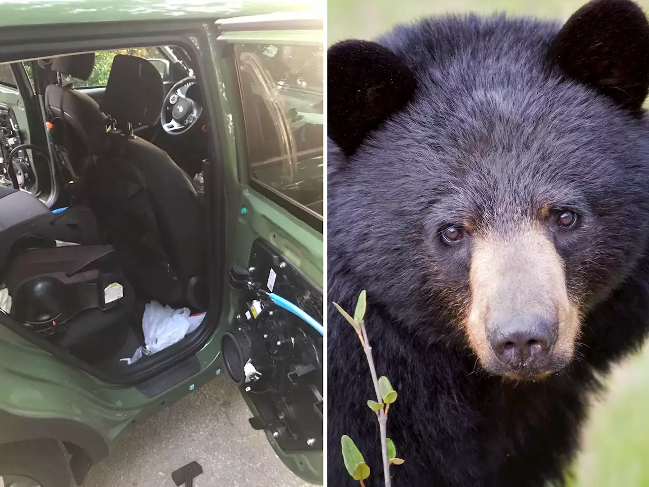 Tennessee bear dies after getting trapped in 140 degree car