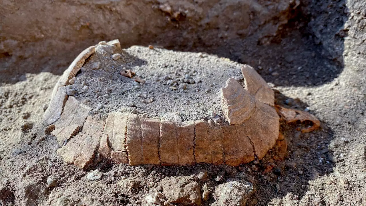 Nuova scoperta a Pompei: dagli scavi una tartaruga col suo uovo. Intatta dopo 2mila anni