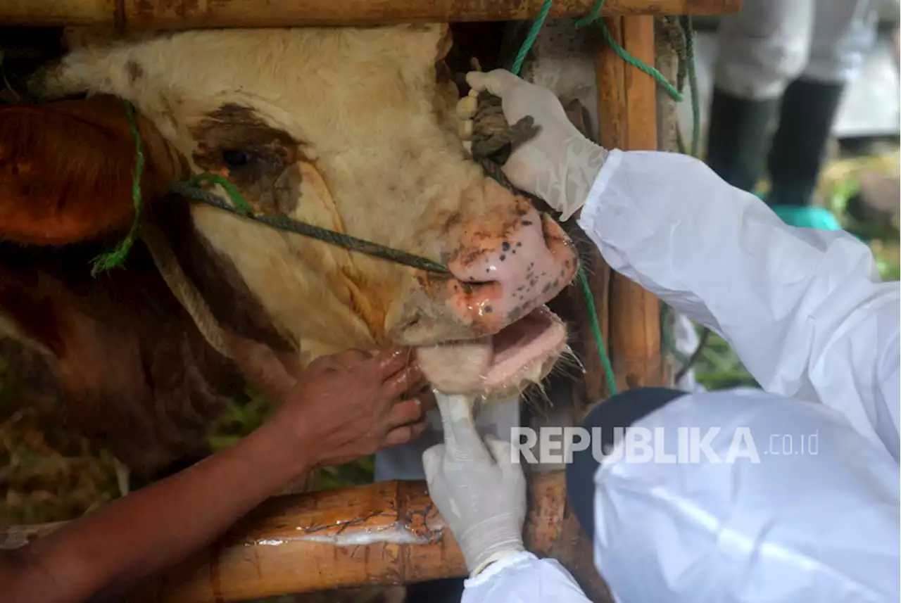 Penyebaran PMK di Kabupaten Lombok Tengah Terus Melonjak |Republika Online