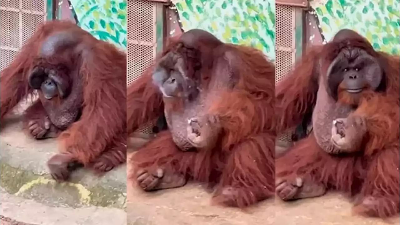 Vídeo: Orangotango ameaçado de extinção é flagrado fumando em zoológico e cena revolta internautas - ISTOÉ Independente