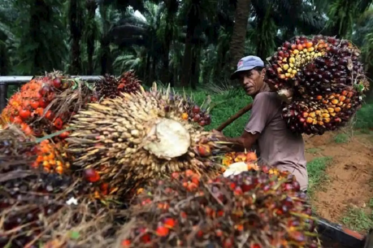 Komisi VI DPR Minta Pemerintah Perhatikan Nasib Petani Sawit