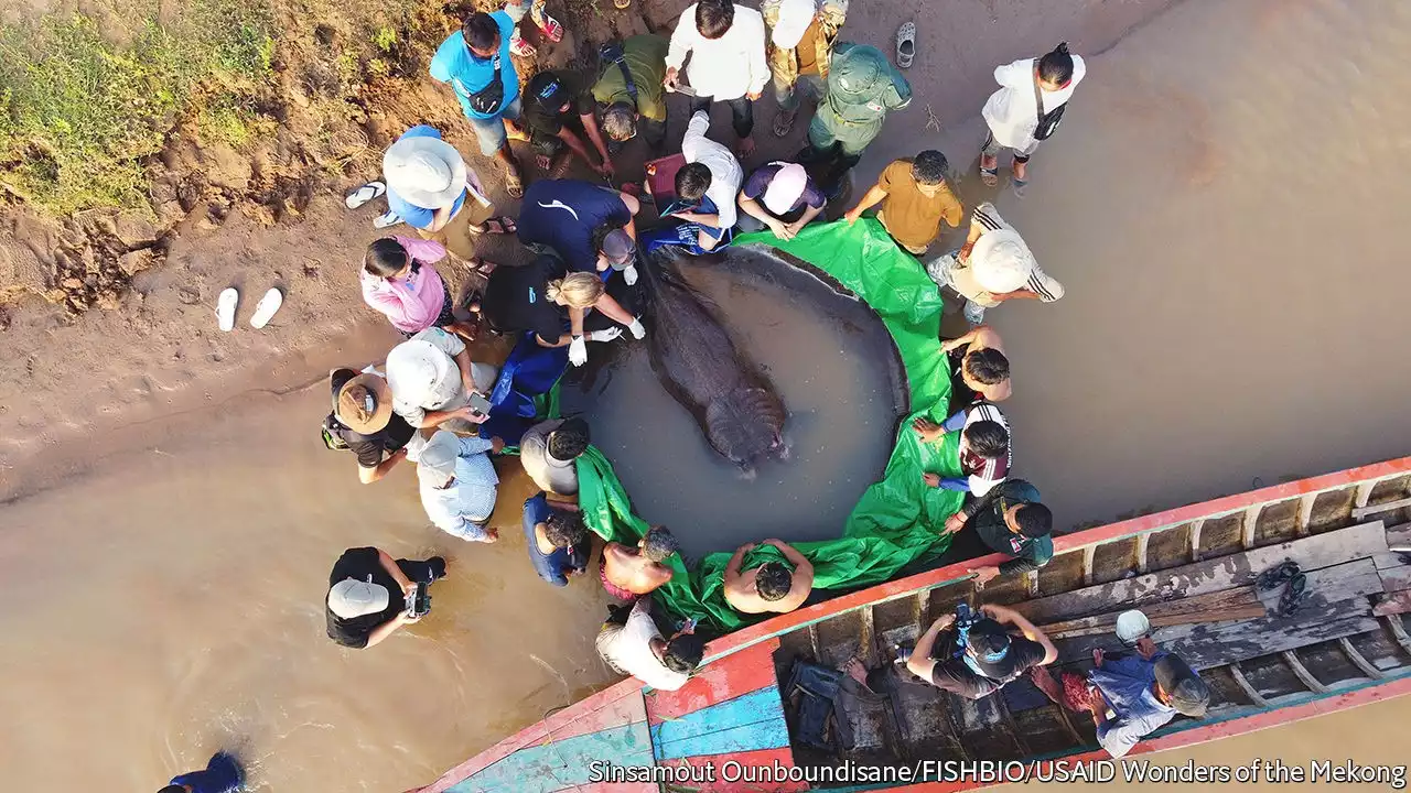 What a giant stingray says about the Mekong