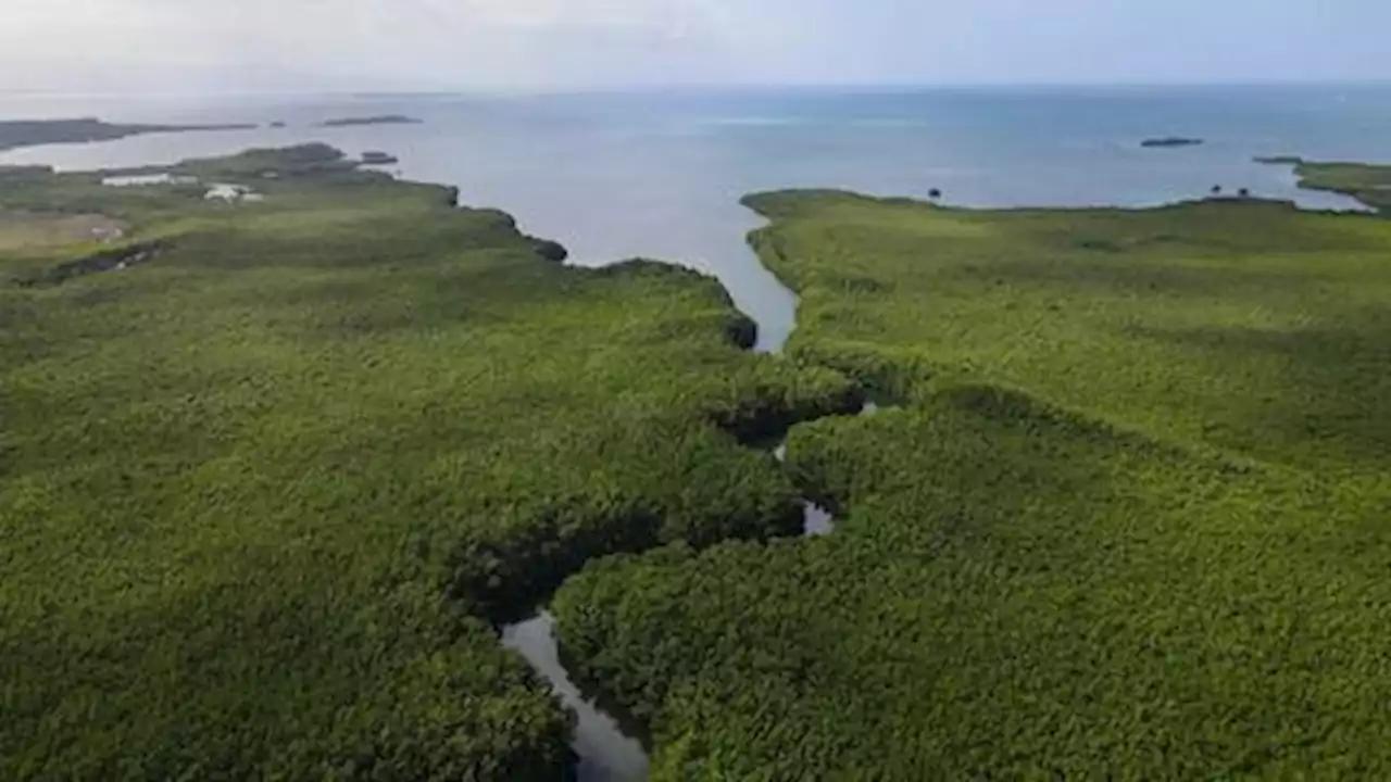 Scientists discover 'Mount Everest' of bacteria in Caribbean swamps