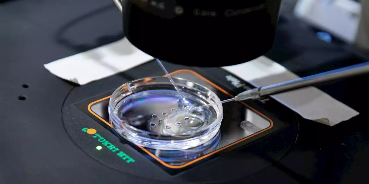 Fertility Doctors Move Embryos to Other States in Case of Roe v. Wade Impact