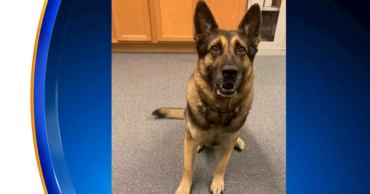 Man facing charges after Lake County Sheriff's K9 finds over 2 kilograms of cocaine during traffic stop