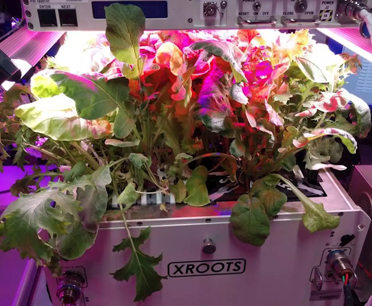 How astronauts on the ISS are growing crops without soil | Digital Trends