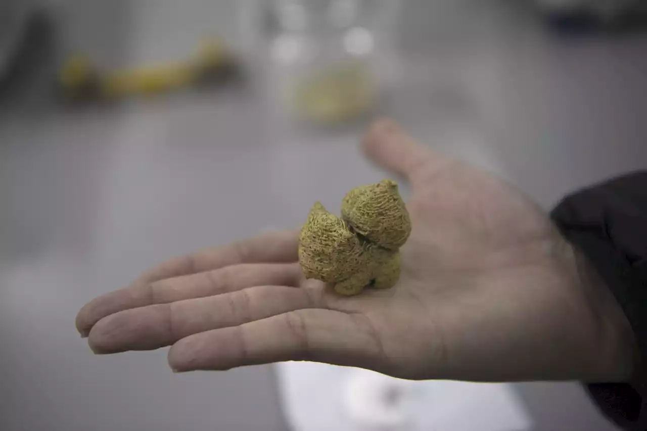 Alga impressa em 3D em formato de bichinhos é nova aposta para alimentação infantil saudável