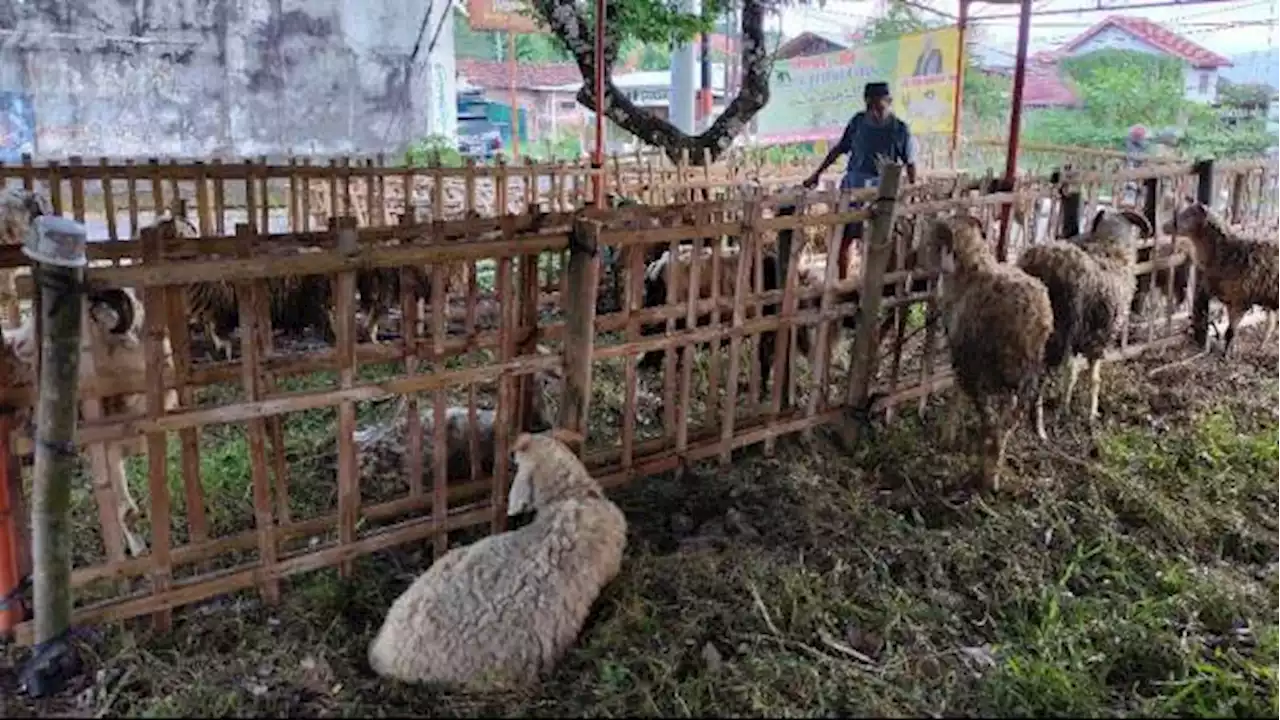 MUI Sarankan Kurban Kambing Saja Jika Ragu soal Wabah PMK, Meski Sapi Tetap Diperbolehkan Asal ...