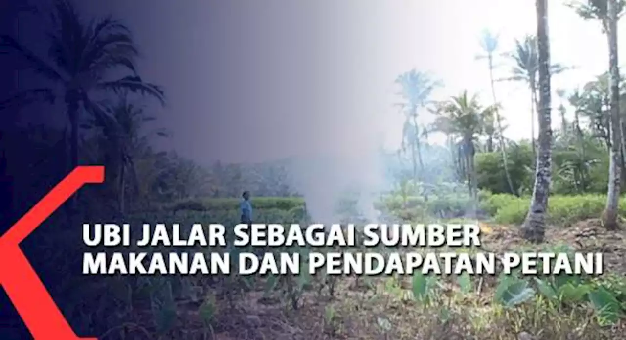 Ubi Jalar Sebagai Sumber Makanan Dan Pendapatan Petani