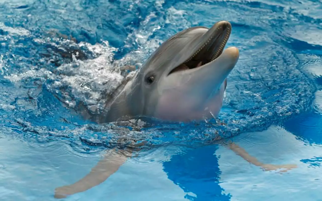 Beloved SeaWorld dolphin dies at 44 of cancer