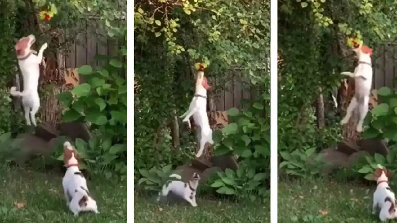 Dos tiernos lomitos saltan sin parar hasta alcanzar el fruto de un árbol (VIDEO)