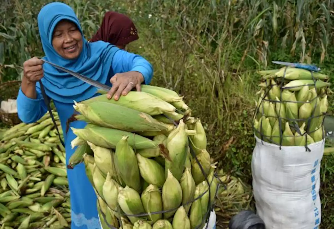 Ada Wilayah Surplus Jagung, Namun Distribusi Terkendala